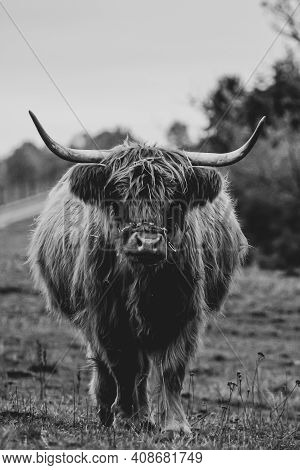 Long-haired Brown Longhorn Highland Cattle On Meadow In Hessen, Germany