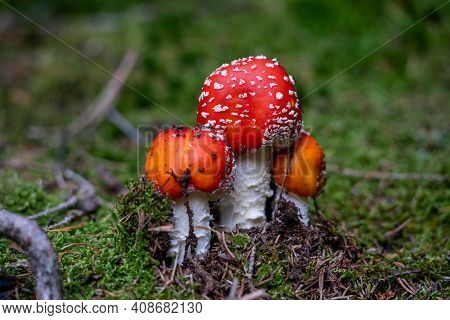 Poisonous Toadstool Amanita Muscaria Mushroom On Forest Soil In Fall