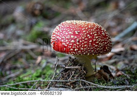 Poisonous Toadstool Amanita Muscaria Mushroom On Forest Soil In Fall