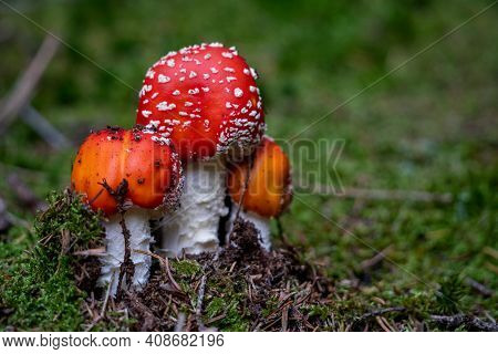 Poisonous Toadstool Amanita Muscaria Mushroom On Forest Soil In Fall