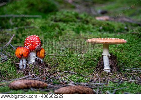 Poisonous Toadstool Amanita Muscaria Mushroom On Forest Soil In Fall