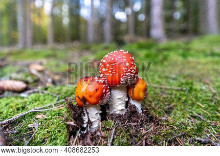 Poisonous Toadstool Amanita Muscaria Mushroom On Forest Soil In Fall