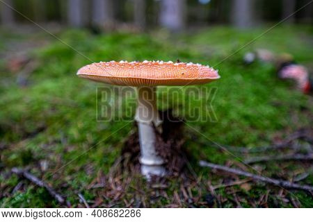 Poisonous Toadstool Amanita Muscaria Mushroom On Forest Soil In Fall