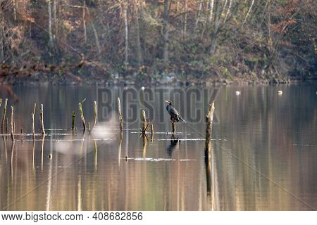 Great Black Cormorant Resting On A Snag Tree