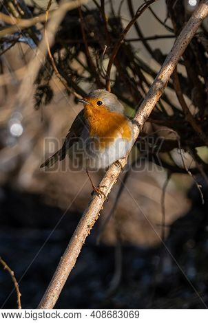 Watchful Robin Bird (rotkehlchen) Searching For Worms At A River, Close Up With Copy Space