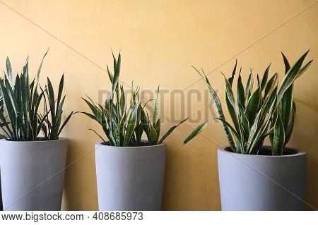 Snake Plant, Sansevieria  In Modern Cement Gray Pots Against Yellow Wall Decorated Inside Building, 
