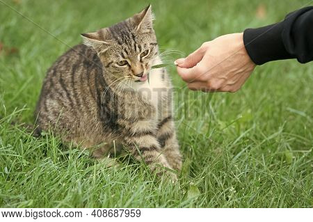 Best Foster Care. Domestic Animal. Pet Sitting Outside. Concept Of Veterinarian. Purebred And Pedigr