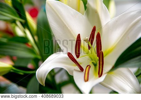 Lily Natural Flower, Wedding Opened Flower Close-up.