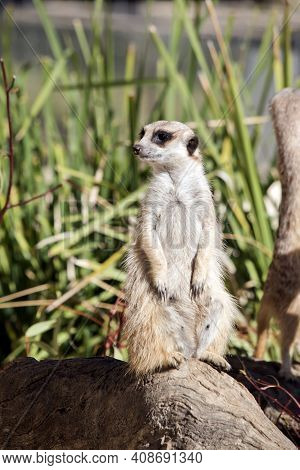 The Meekat Is A Small Light Brown Animal With Sharp Claws For Digging