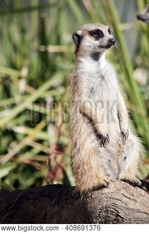 The Meekat Is A Small Light Brown Animal With Sharp Claws For Digging