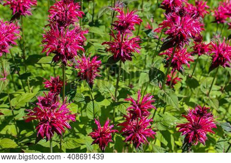 Bergamot Blooms Beautifully In The Garden, Is Used As An Aromatic Additive To Tea And As A Medicinal
