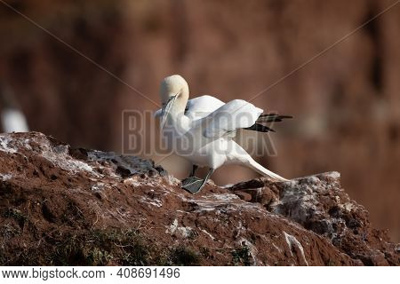 A Gannet Stands With Spread Wings On A Rock After Landing. Sea In The Background. Heligoland