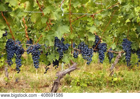 Hungarian Vineyards. Beautiful Harvest In The Vineyard, Huge Clusters Of Blue Fruit On The Shrubs.