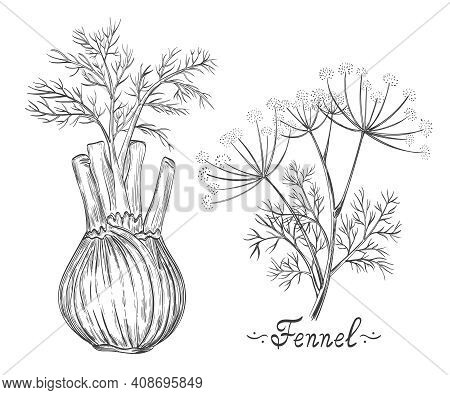 Fennel Spice Herb Root And Stem Botanical Set. Herb Bulb. Dill Stalk With Leaves. Fresh Natural Heal