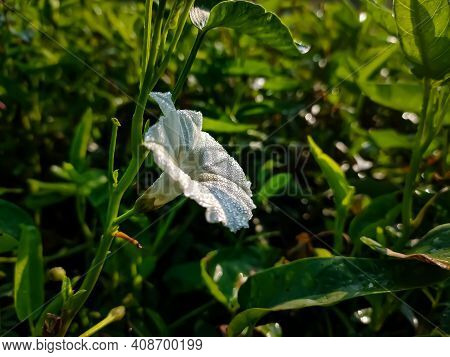 Ipomoea Corymbosa Is A Species Of Morning Glory, Native Throughout Latin America From Mexico As Far 