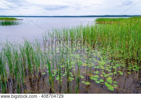 Reeds And Water Lily Along The Shore Of Usmas Lake In Latvia. Beautiful Natural Landscape. Summer La