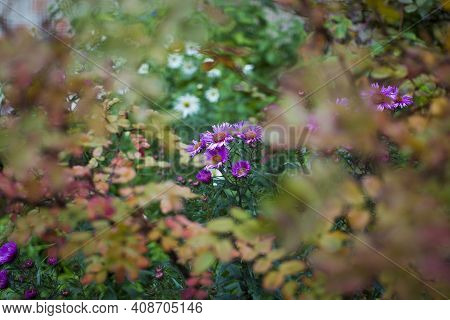 Autumn Aster In Garden. Undersized Varieties. Small Garden Astra Flowers. Group Of Alpine Asters