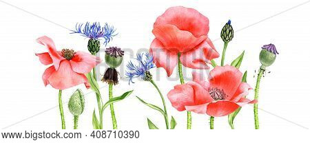 Watercolor Drawing Red Poppy Flowers And Blue Cornflowers, Floral Background, Hand Drawn Illustratio