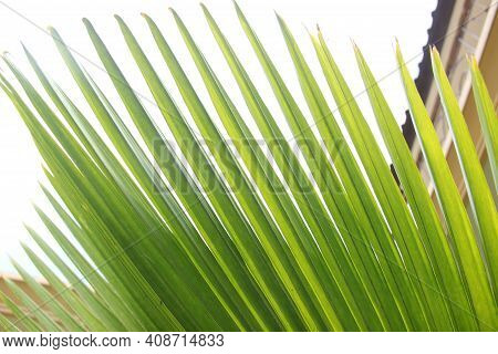 Livistona Saribus Is A Type Of Palm Plant That Has Large, Fan-like Leaves. A Suitable Plant As A Hom
