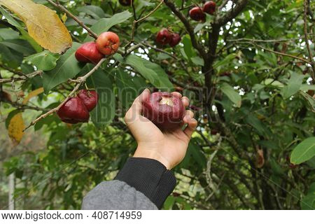 A Man's Hand Is Picking Water Apple Or Syzygium Samarangense From Its Fresh Tree. Harvest Fresh Guav