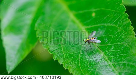 Sciapodinae Insect, Green Long-legged Fly With Metallic Green Body Color, Perched On The Green Leave