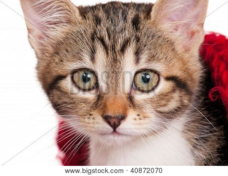 Lilla kattunge