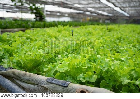 Organic Green Coral Vegetable Planting Farm In Plastic Cover Greenhouse