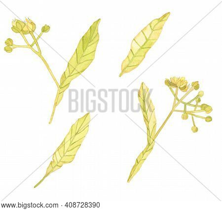 Watercolor Linden Flowers, Hand Drawn Ftree Plants And Leaves