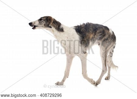 Young Borzoi In Front Of White Background
