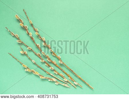Willow Branches On Colored Green Background. Easter Card With Empty Space For Text