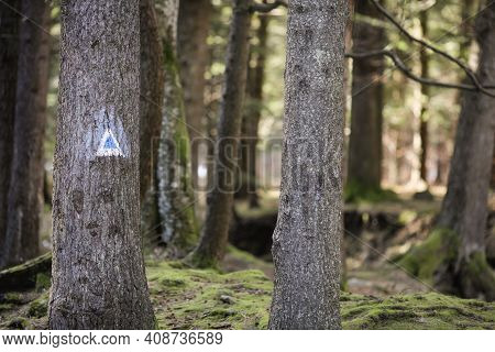 Details Of A Hiking Trail Sign On A Fir Tree In A Forest From The Romanian Carpathian Mountains.