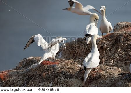 A Colony Of Gannets Landing On A Rock. Sea In The Background. Helgoland