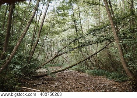 Photo Of A Road In The Forest