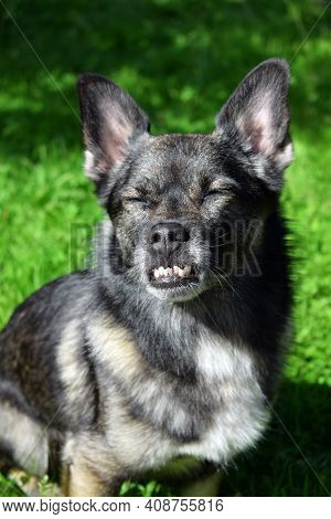Small Mixed Breed Dog With An Underbite Is Squinting In The Sun. Canine Malocclusion