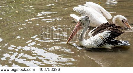 Great White Or Eastern White Pelican, Rosy Pelican Or White Pelican Is A Bird In The Pelican Family