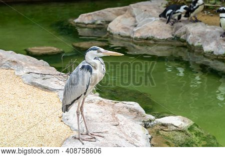 A Side Close Up Picture Of A Gray Heron Bird, Also Known As A Heron, Is A Bird From The Order Peleca