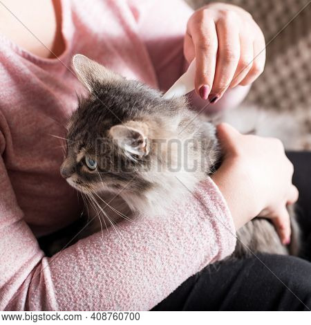 Young Woman Prevent Flea Infection Of Her Cat, With Using Flea Remedy.