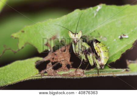 若いカマキリ