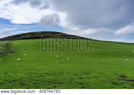 Beautiful Scenery Road Trip From Inverness To Aviemore Viewing Sheep Scattering In The Farm Land , S