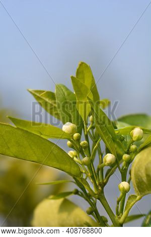 Clementine Flower Buds - Latin Name - Citrus Clementina