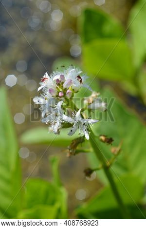 Common Bogbean - Latin Name - Menyanthes Trifoliata