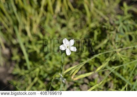 Maiden Pink White - Latin Name - Dianthus Deltoides Albus
