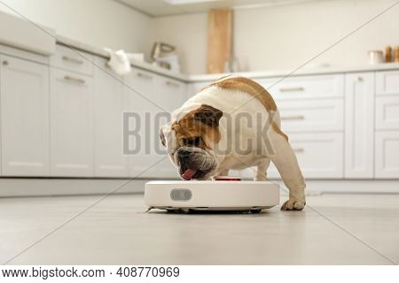 Robotic Vacuum Cleaner And Adorable Dog On Floor In Kitchen