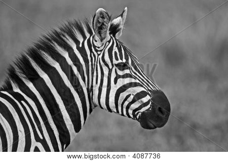 Zebra profil