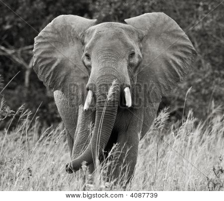 Stor elefant