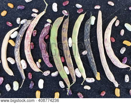 Group Of Colorful Kidney Beans Pod With Black Background, High Angle Shot Of Colorful Kidney Beans P