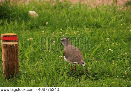 Teros Taking Care Of Their Nests In The Park
