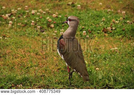 Teros Taking Care Of Their Nests In The Park