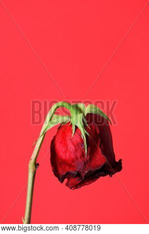 closeup of a wilted red rose on a red background with some blank space on top
