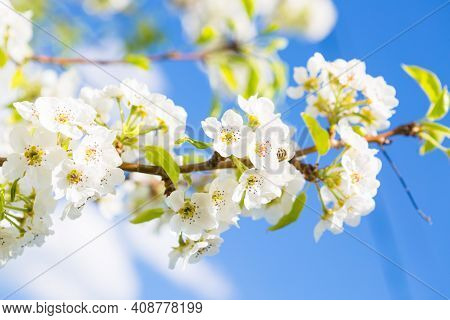 White Oriental Cherry In Spring Over Clear Blue Sky